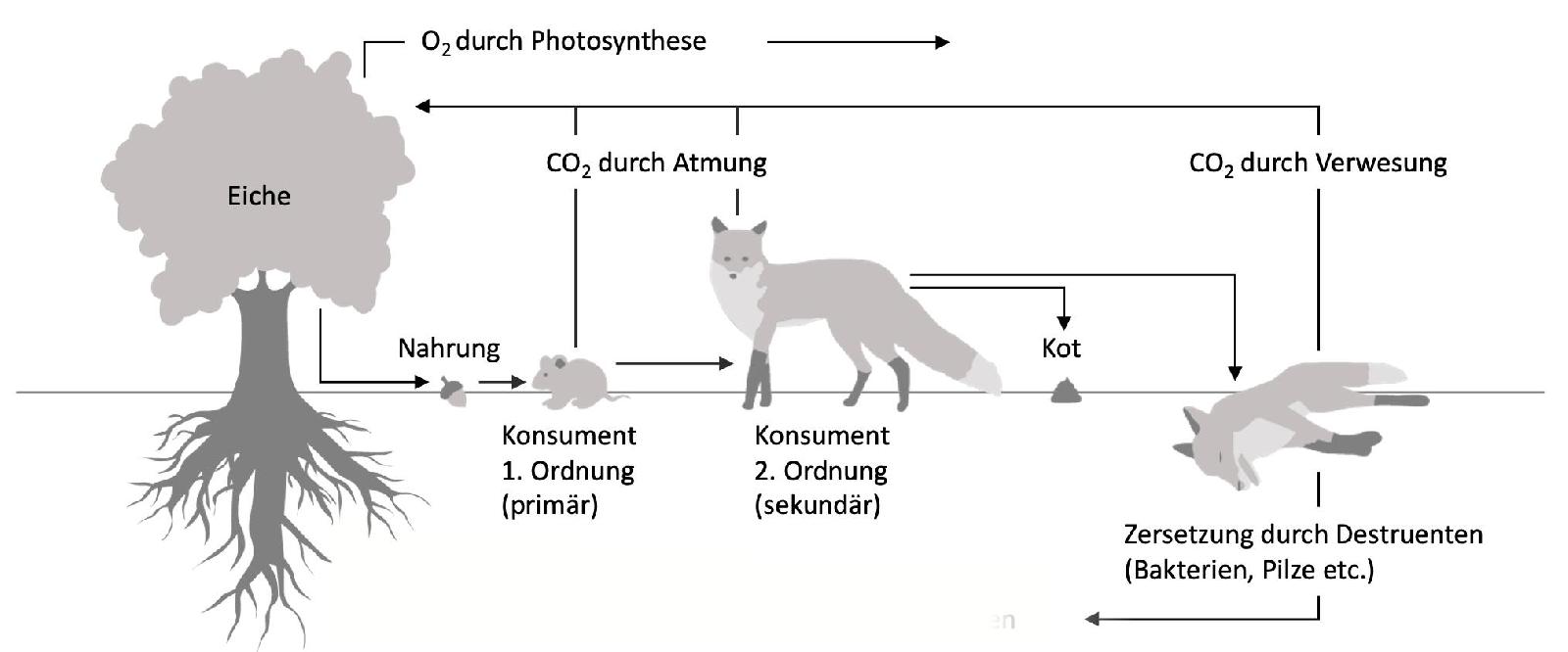 Nahrungskette