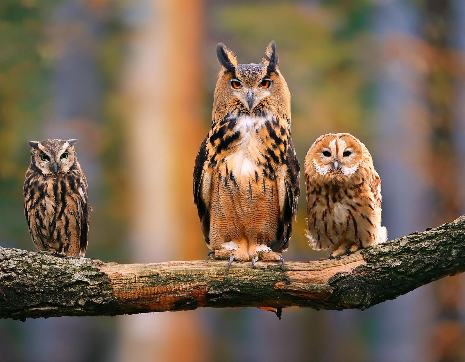 Nachtgreifvögel