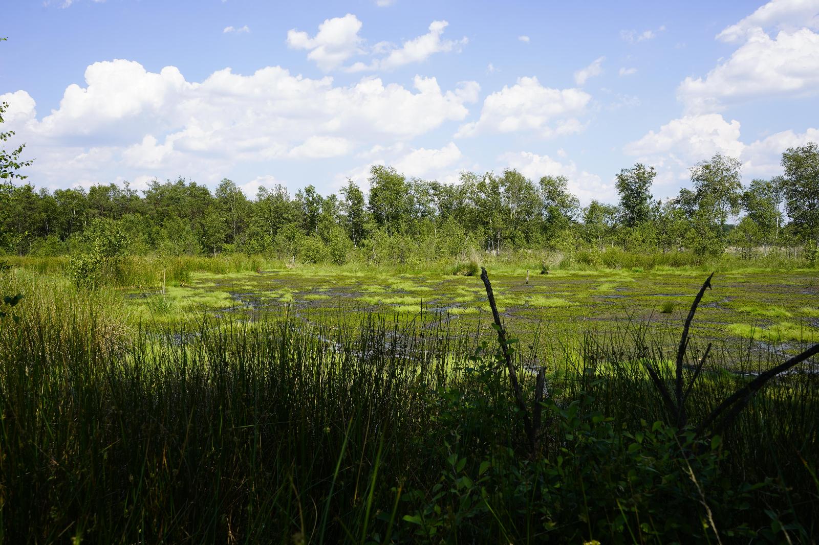 Hochmoor