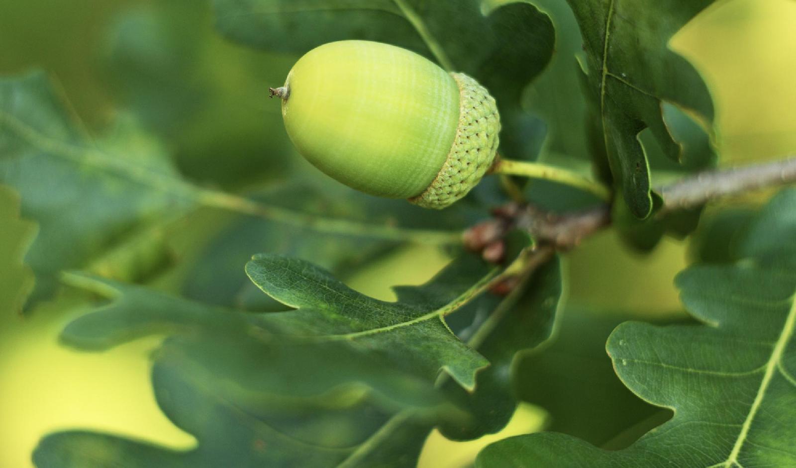 Laubbäume