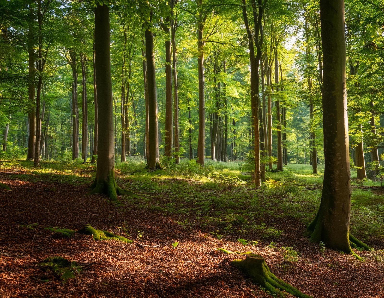 Wald