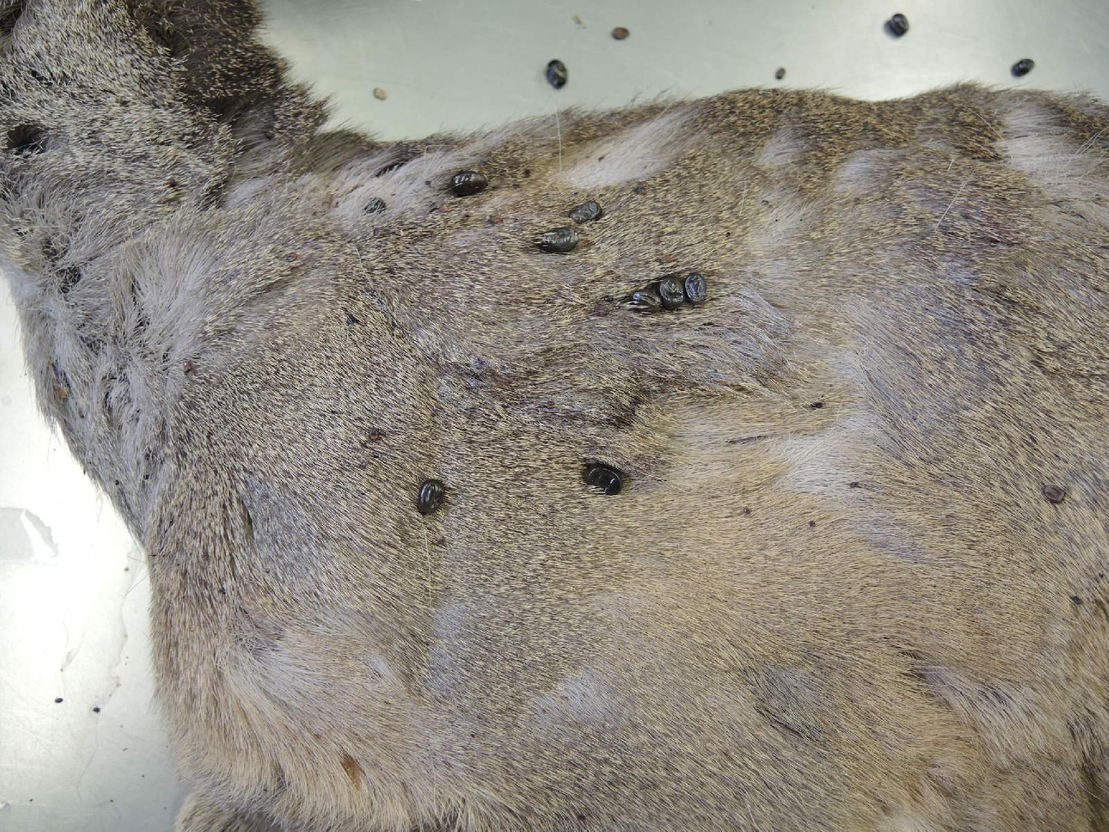 Parasiten