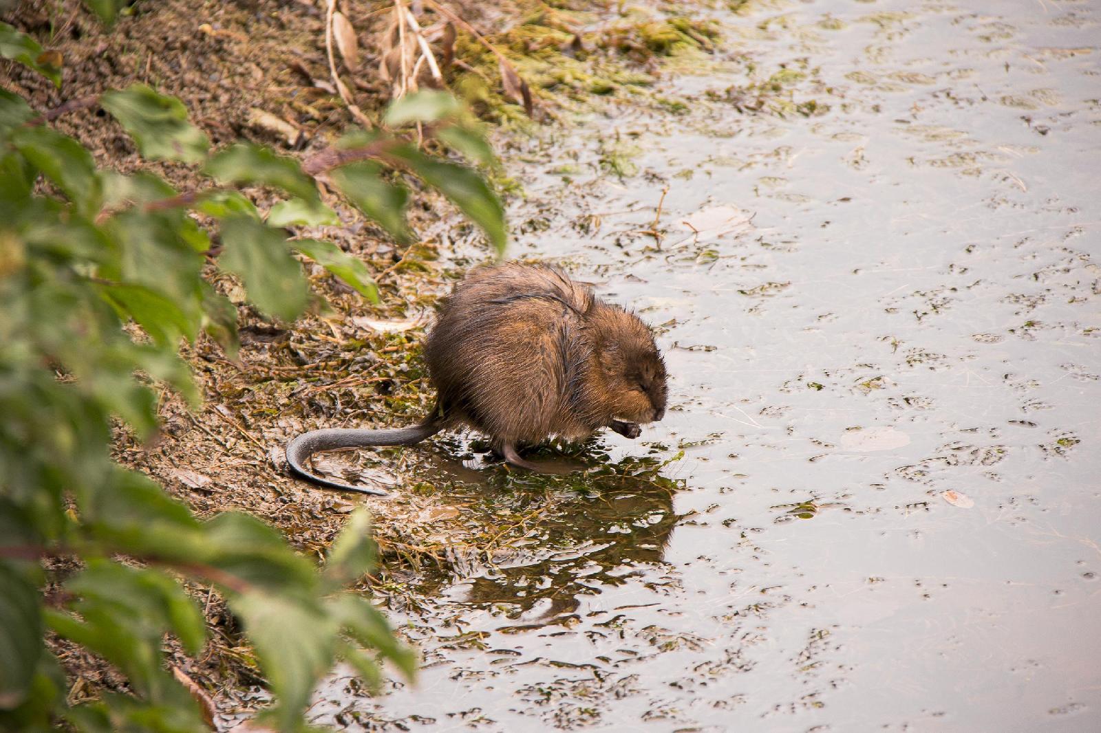 Bisamratte