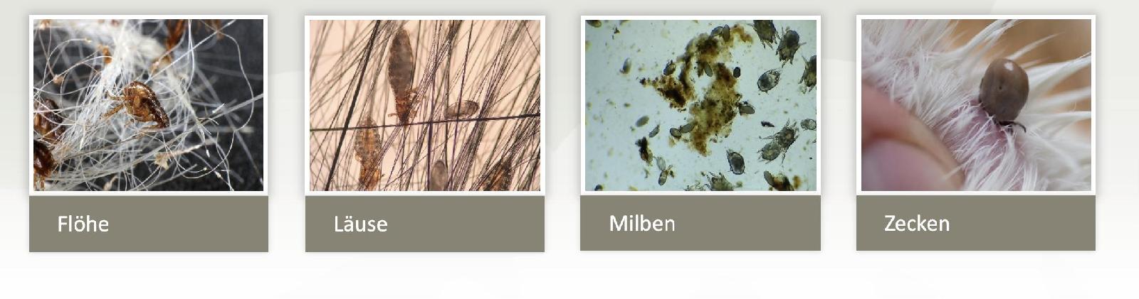 Überblick Ektoparasiten<br>