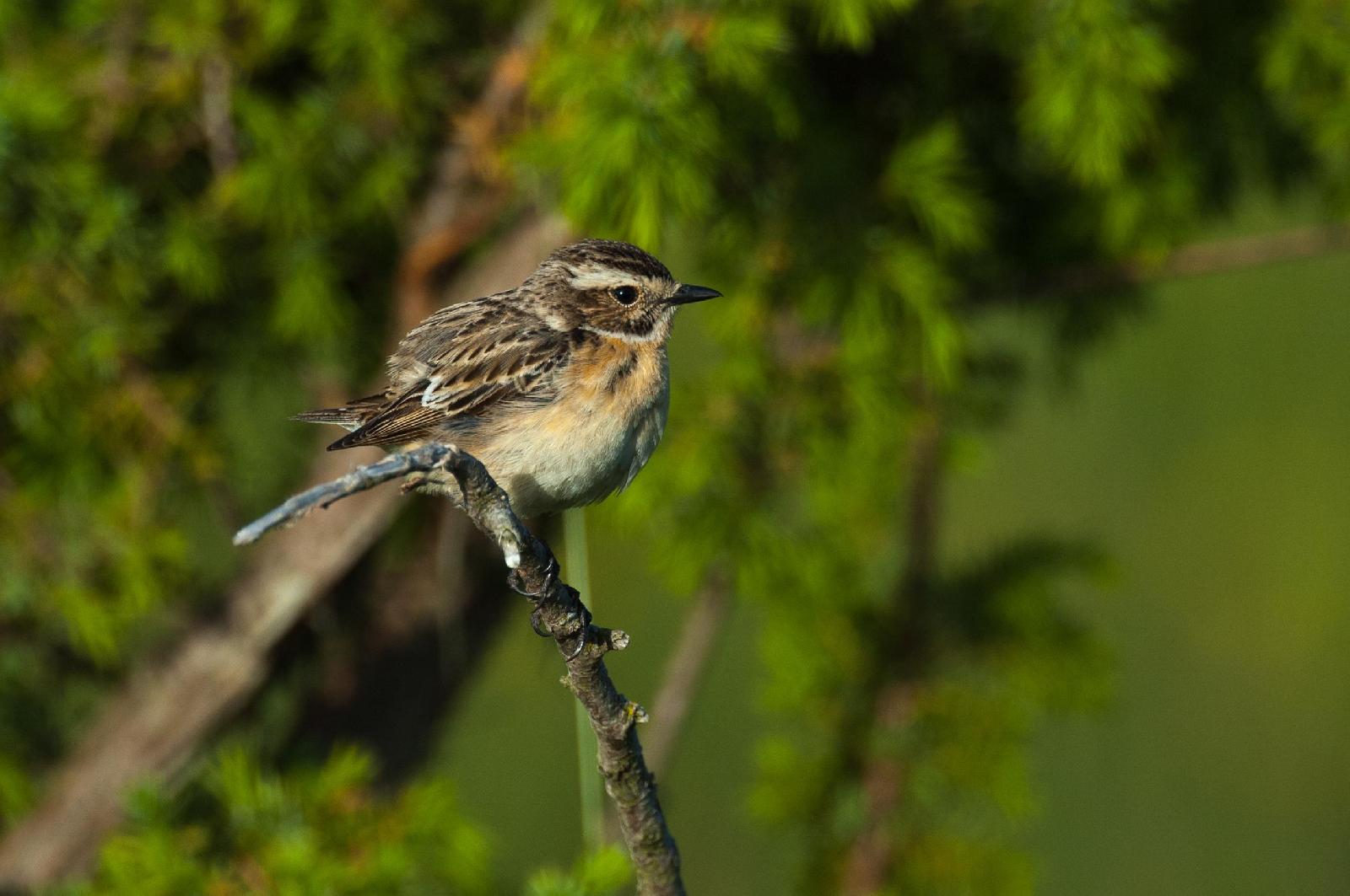 Braunkehlchen