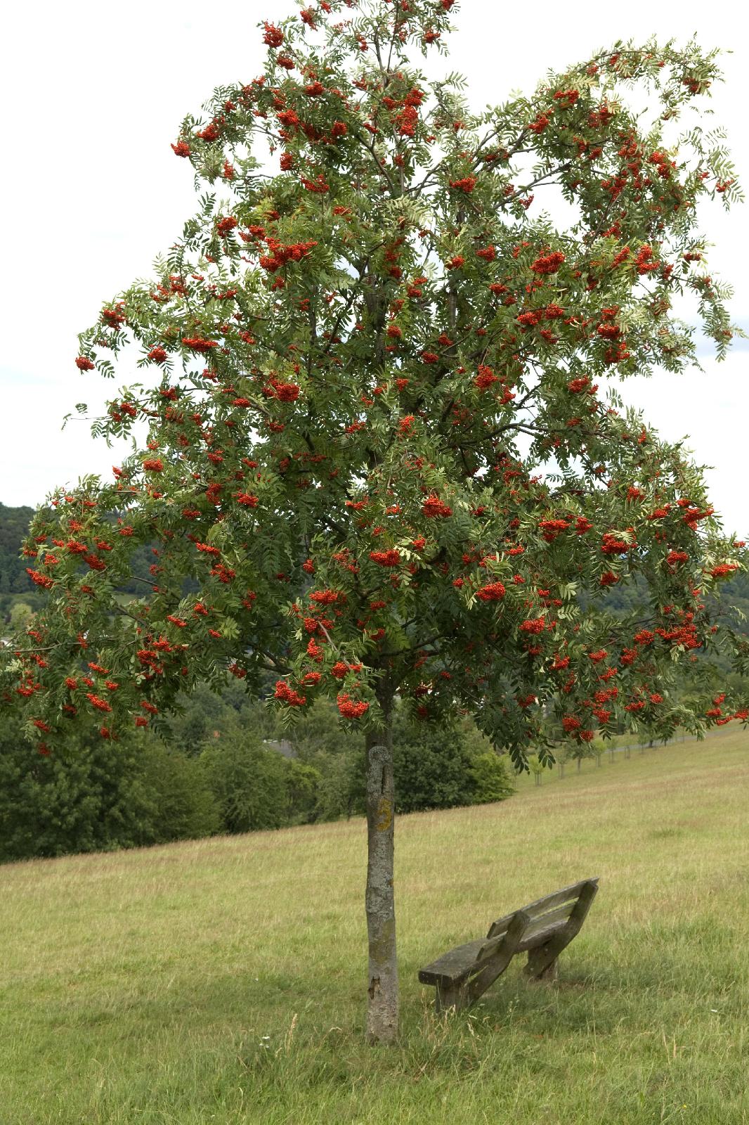 Eberesche