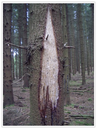 Sommerschälschaden