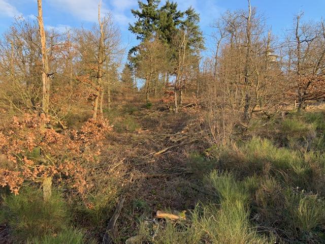 Waldsterben