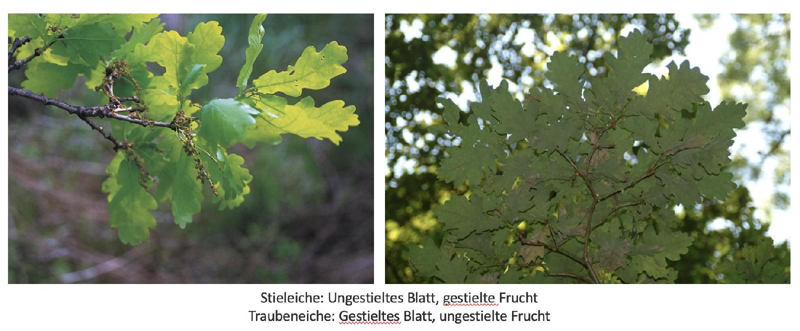 Vergleich Traubeneiche und Stieleiche<br>