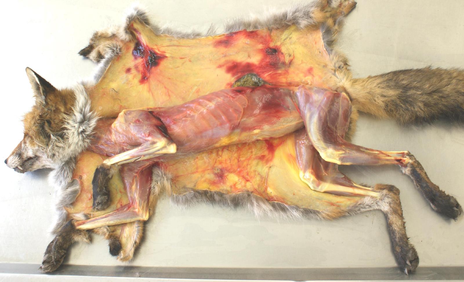 Leptospirose