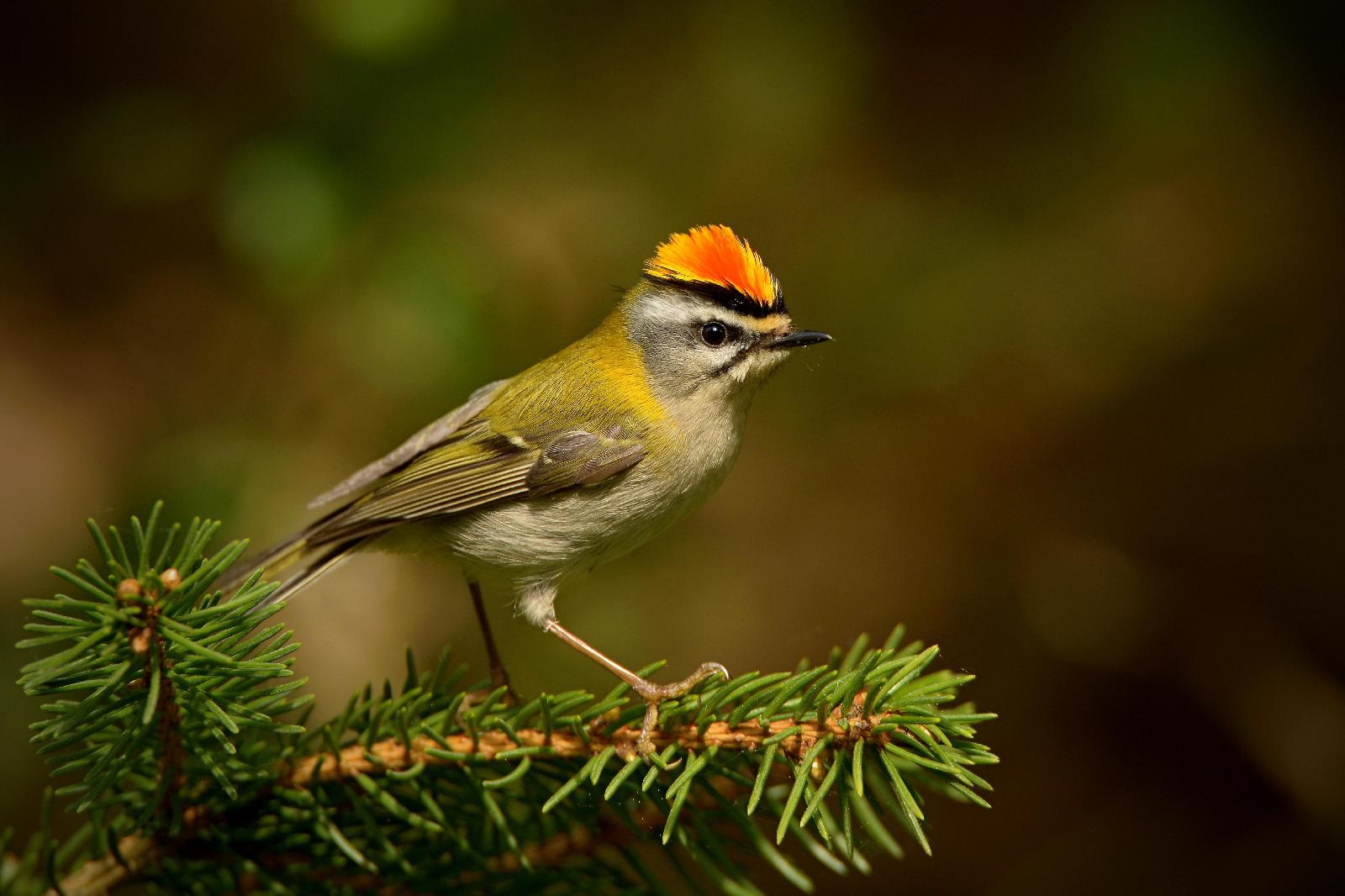 Sommergoldhähnchen