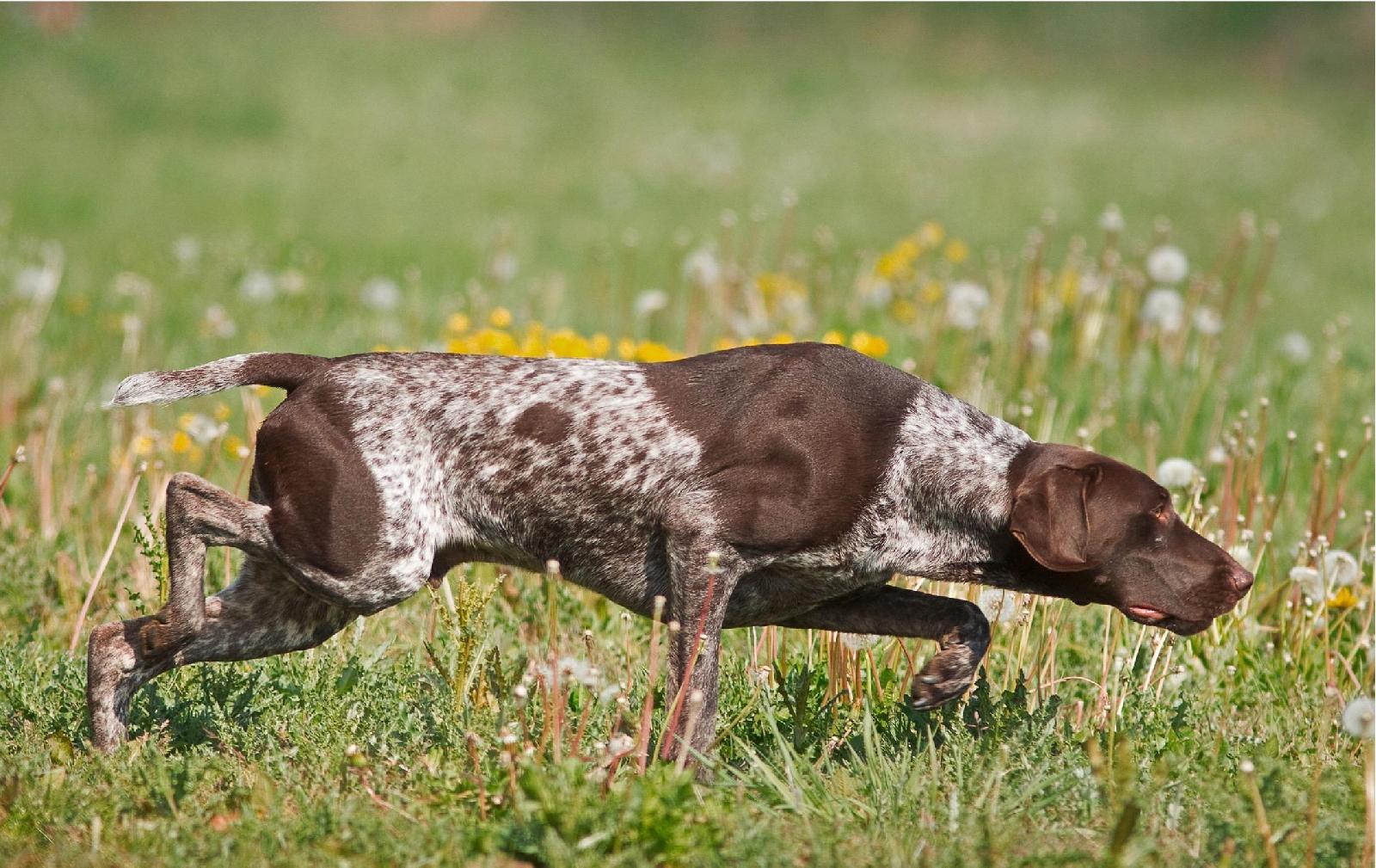 Vorstehhunde