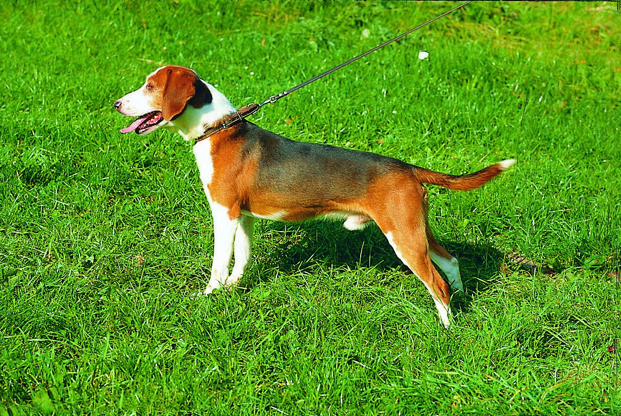 Deutsche Bracke