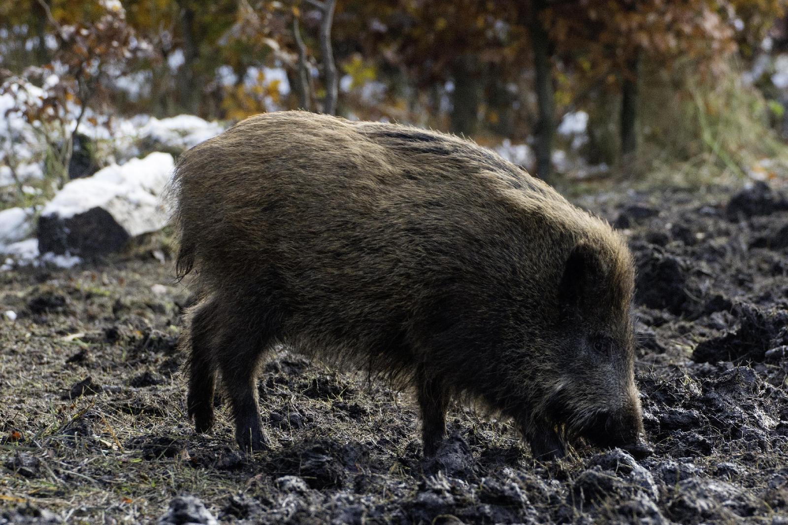 Angehendes Schwein