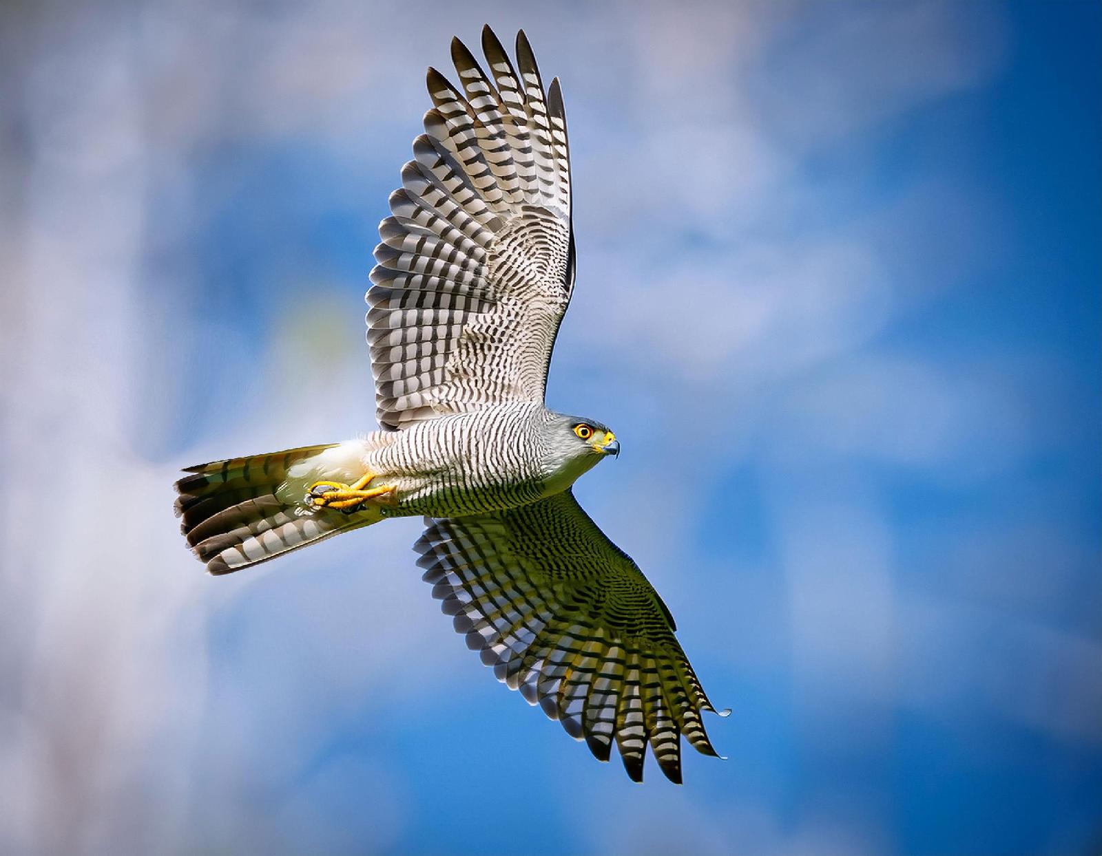 Pirschfluggreifer