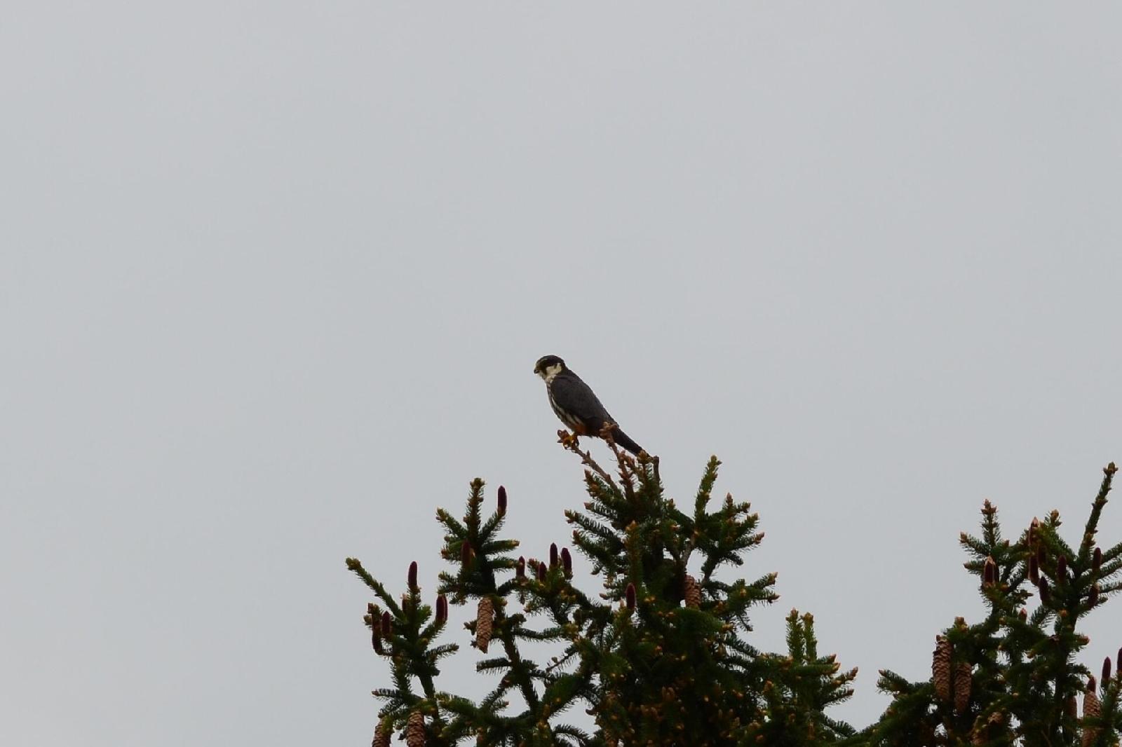 Baumfalke