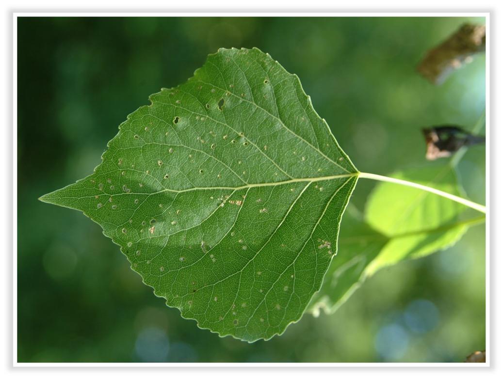 Schwarzpappel Blatt<br>