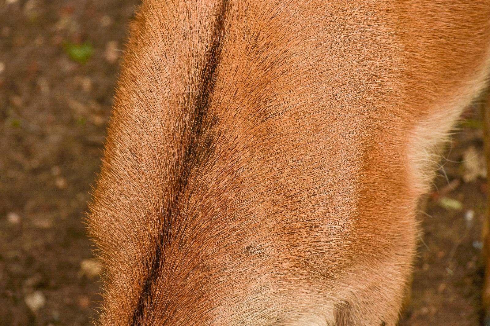 Aalstrich hier am Beispiel Rotwild<br>