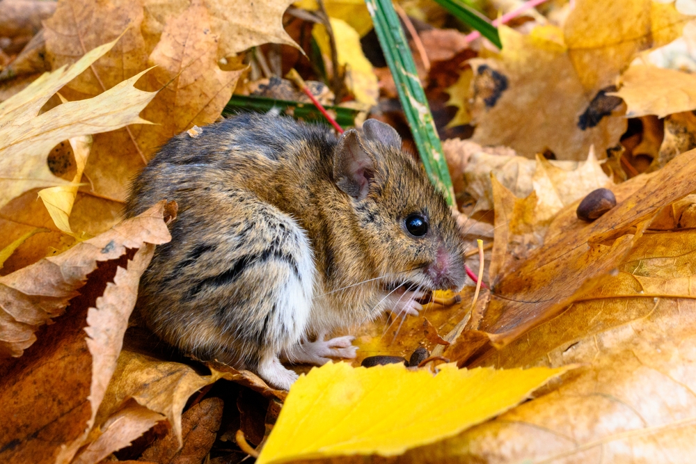 Feldmaus