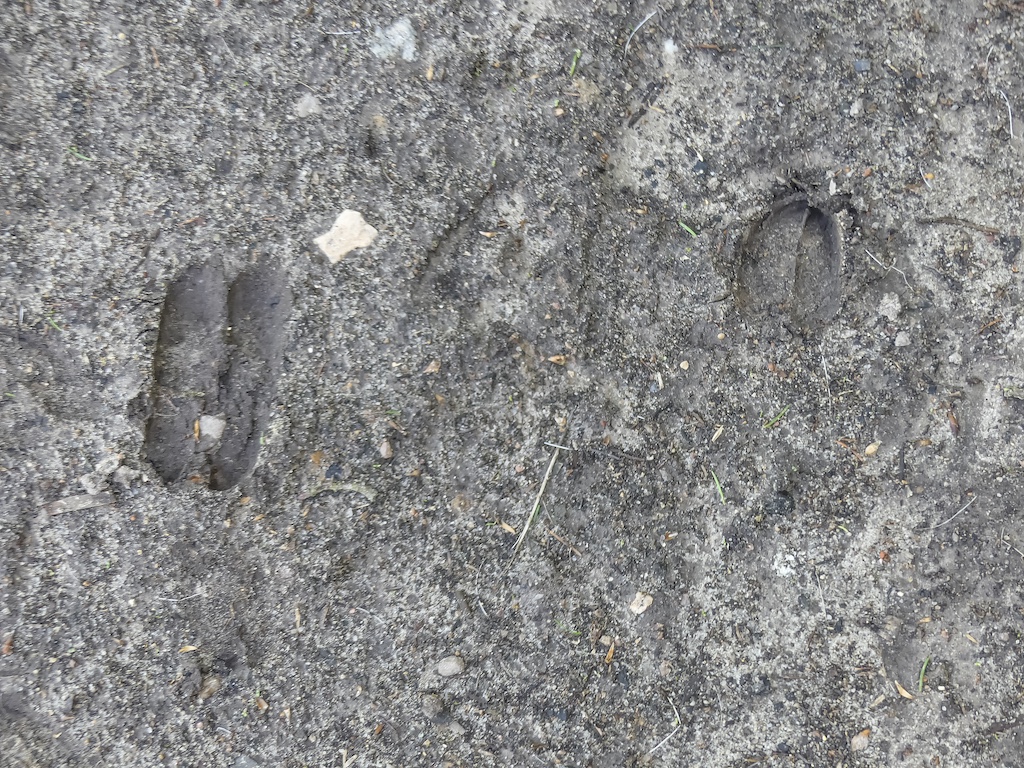 Pirschzeichen hier ein Trittsiegel