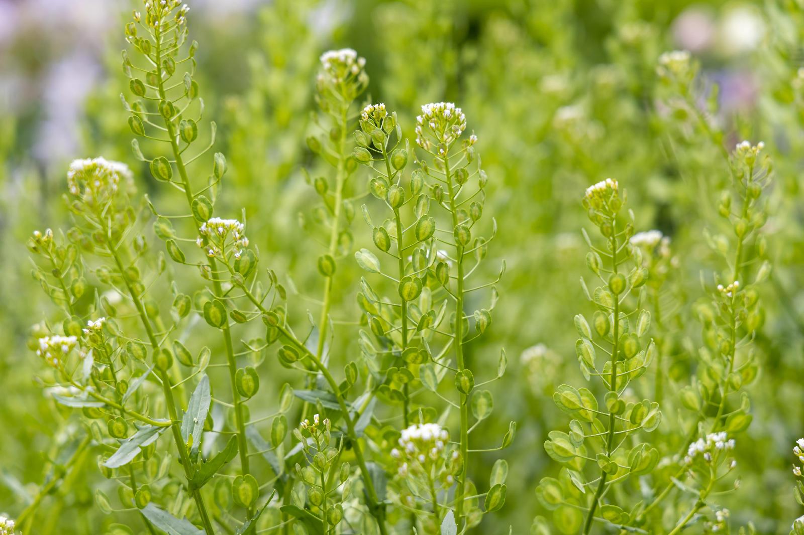 Ackerhellerkraut