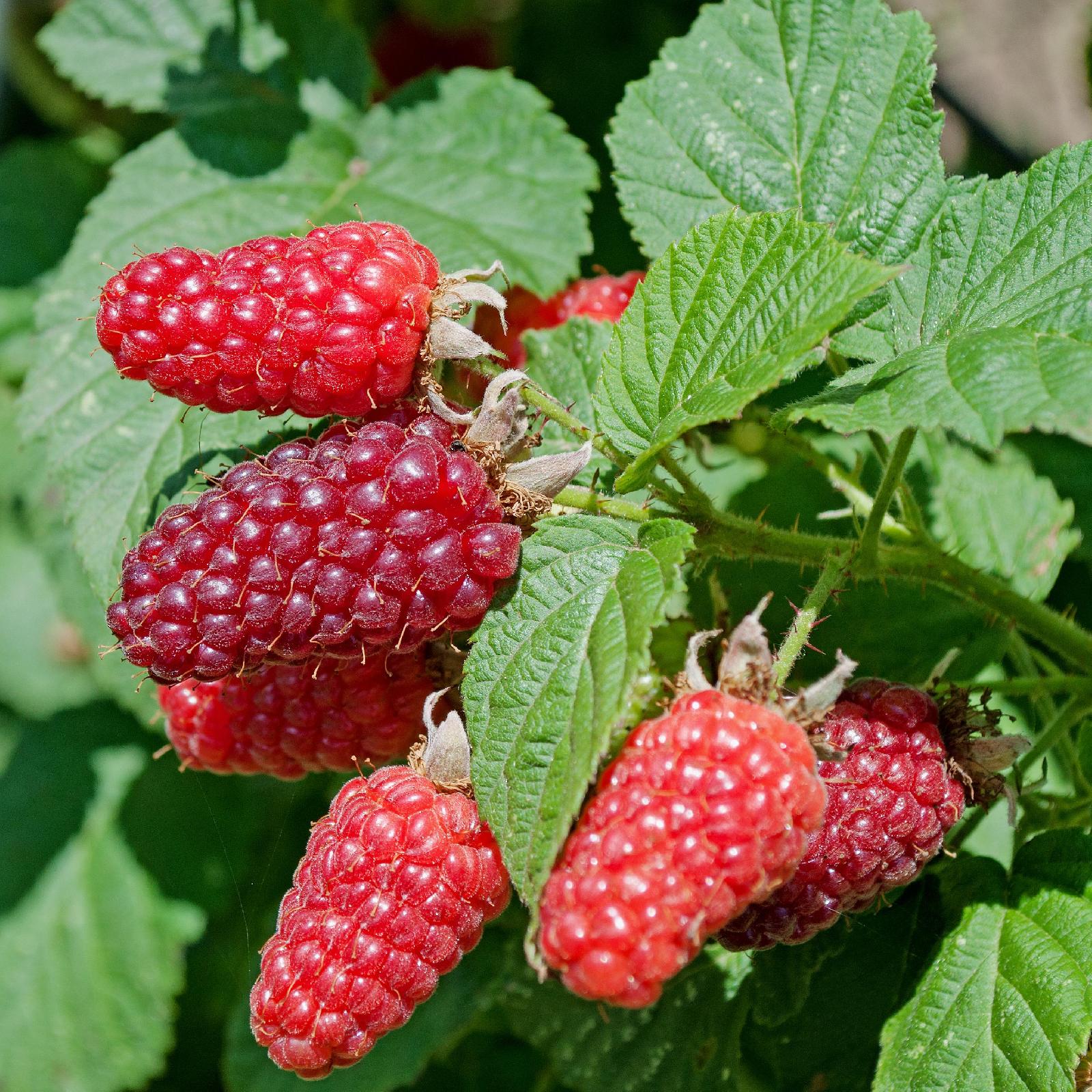 Himbeere