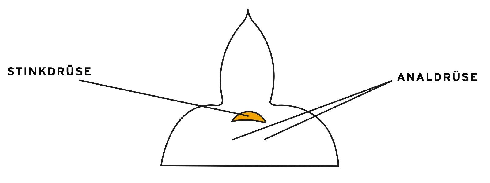 Stinkdrüse