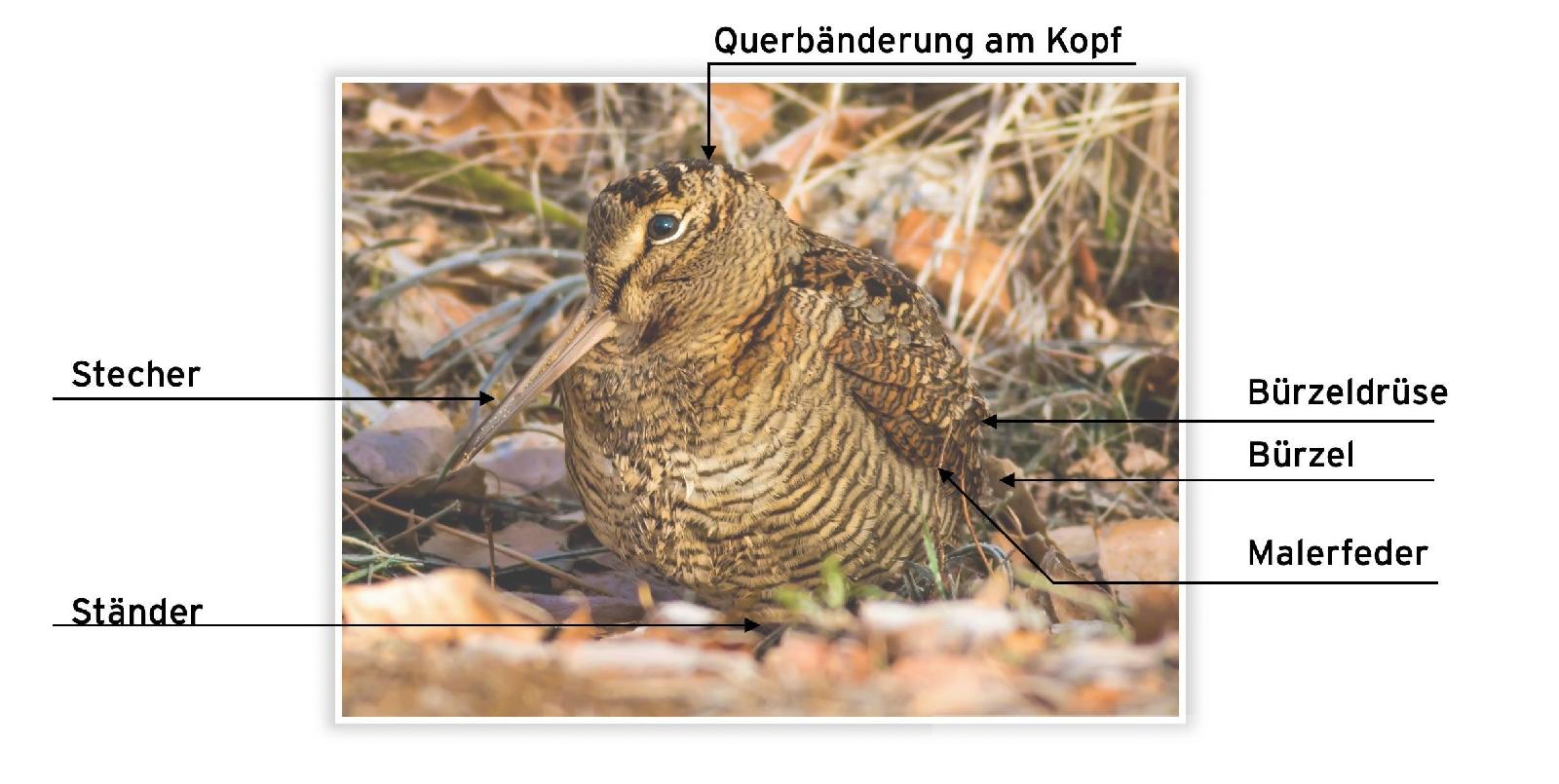 Waldschnepfe