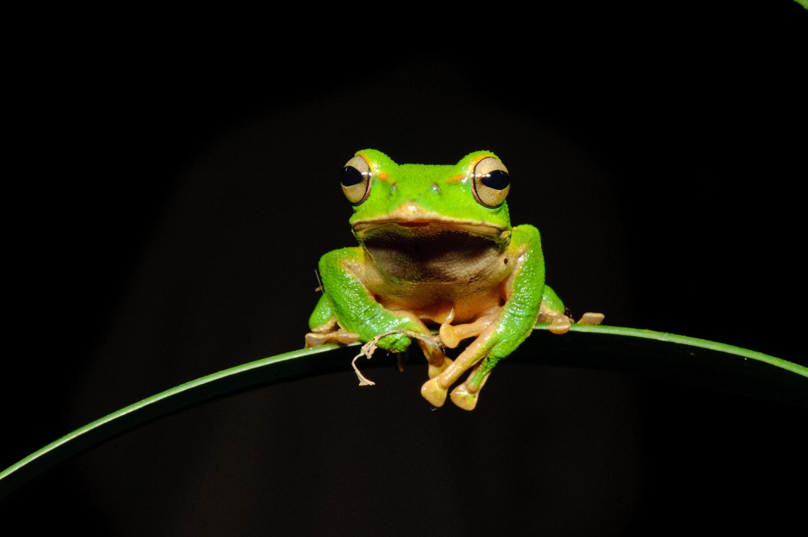 Laubfrosch
