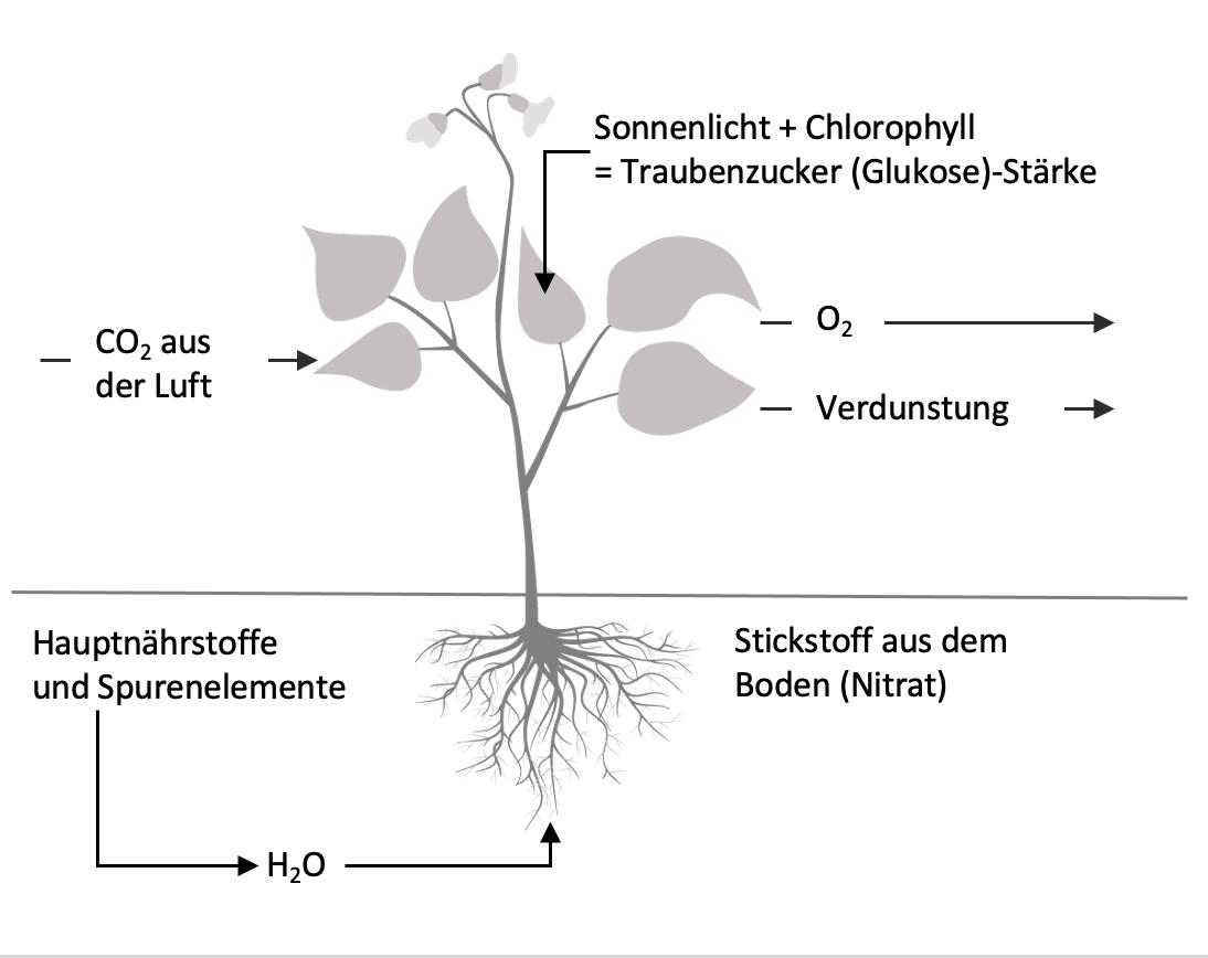 Photosynthese