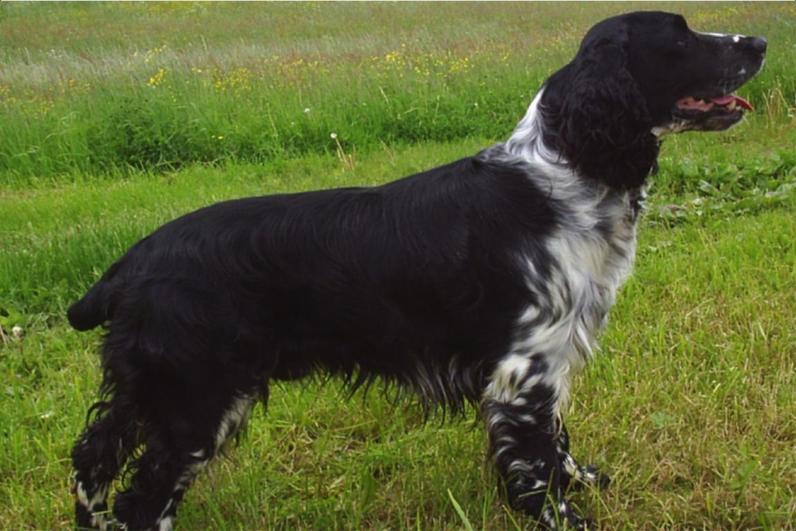 Englischer Springer Spaniel