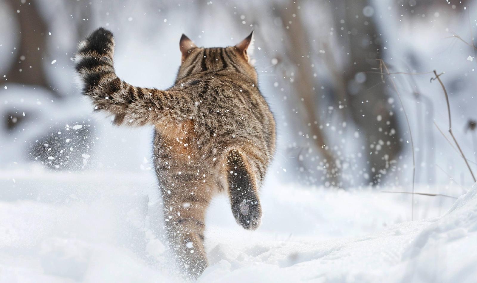 Sohlenfleck Wildkatze