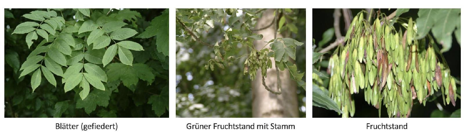 Esche Übersicht<br>