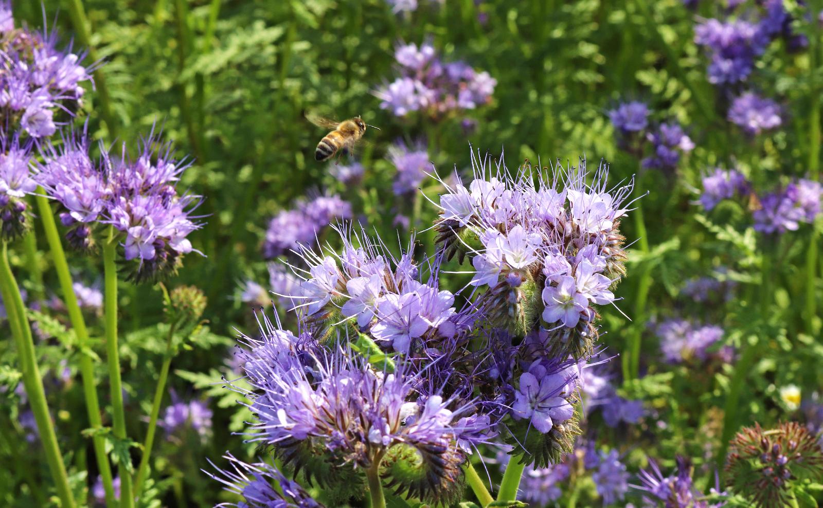 Phacelia