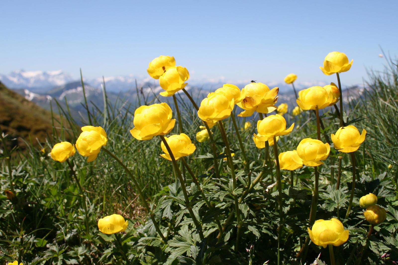 Trollblume