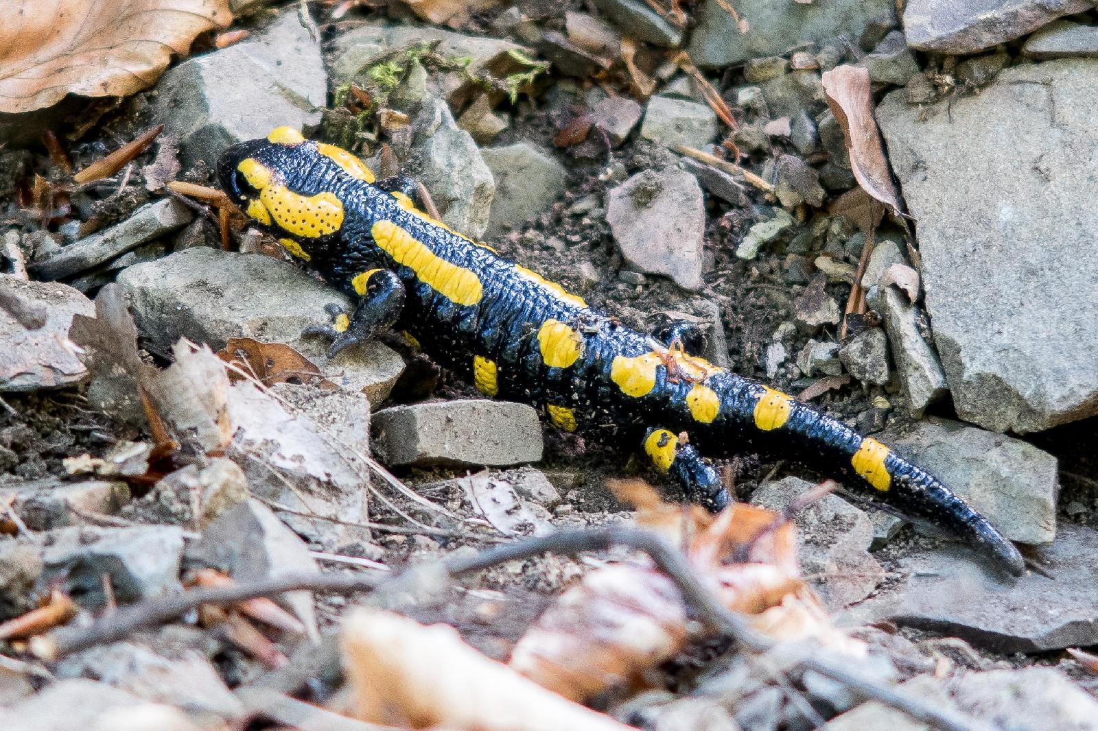 Feuersalamander