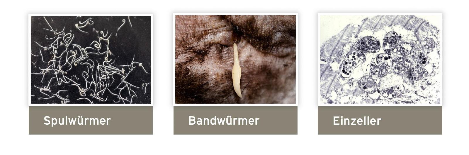Überblick Endoparasiten Hund