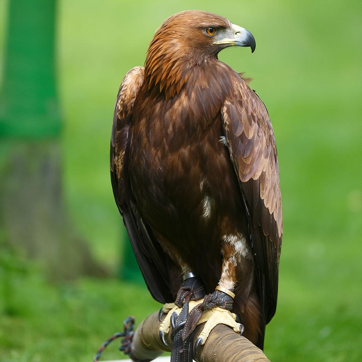 Steinadler
