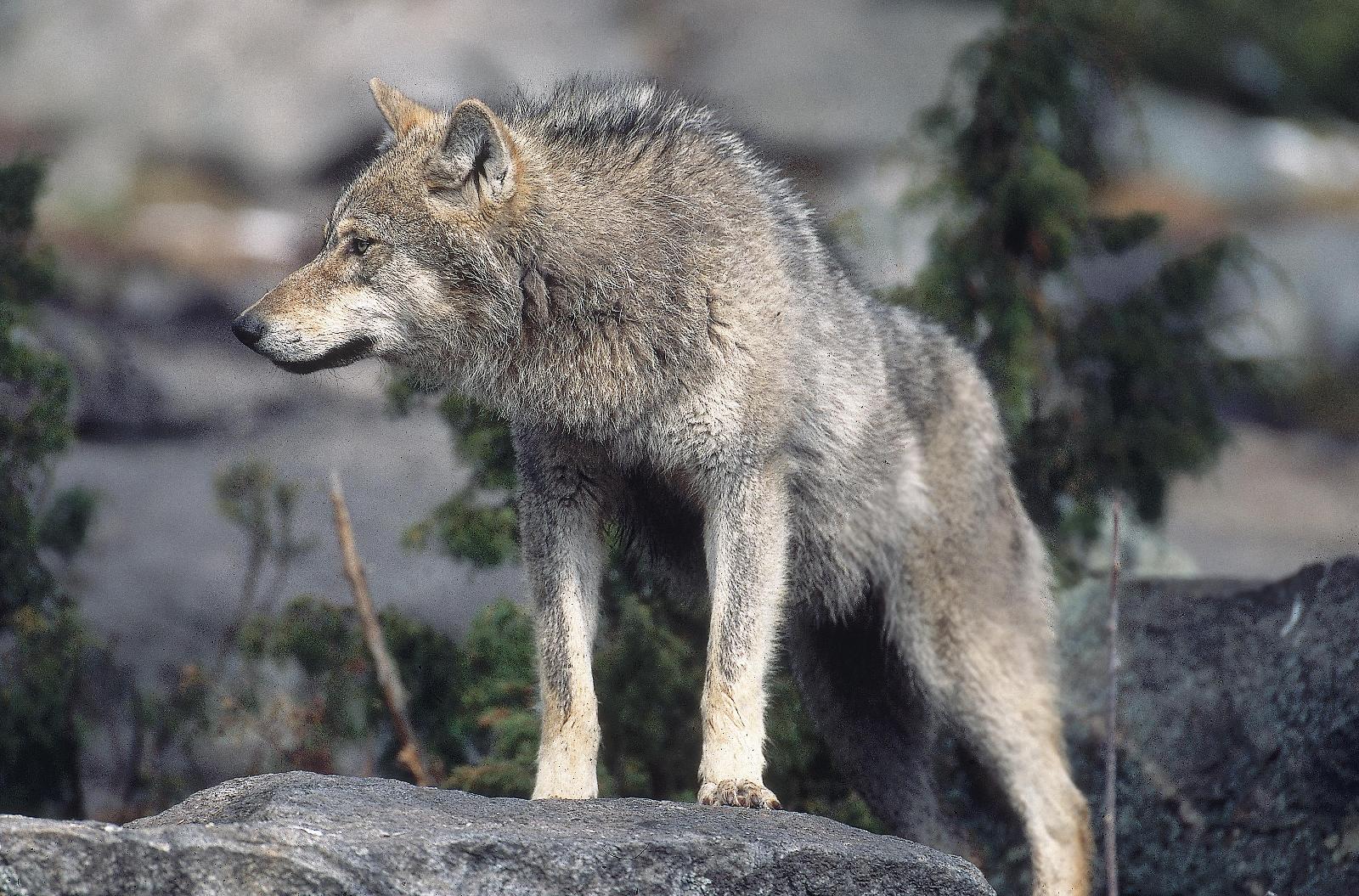 Wolf