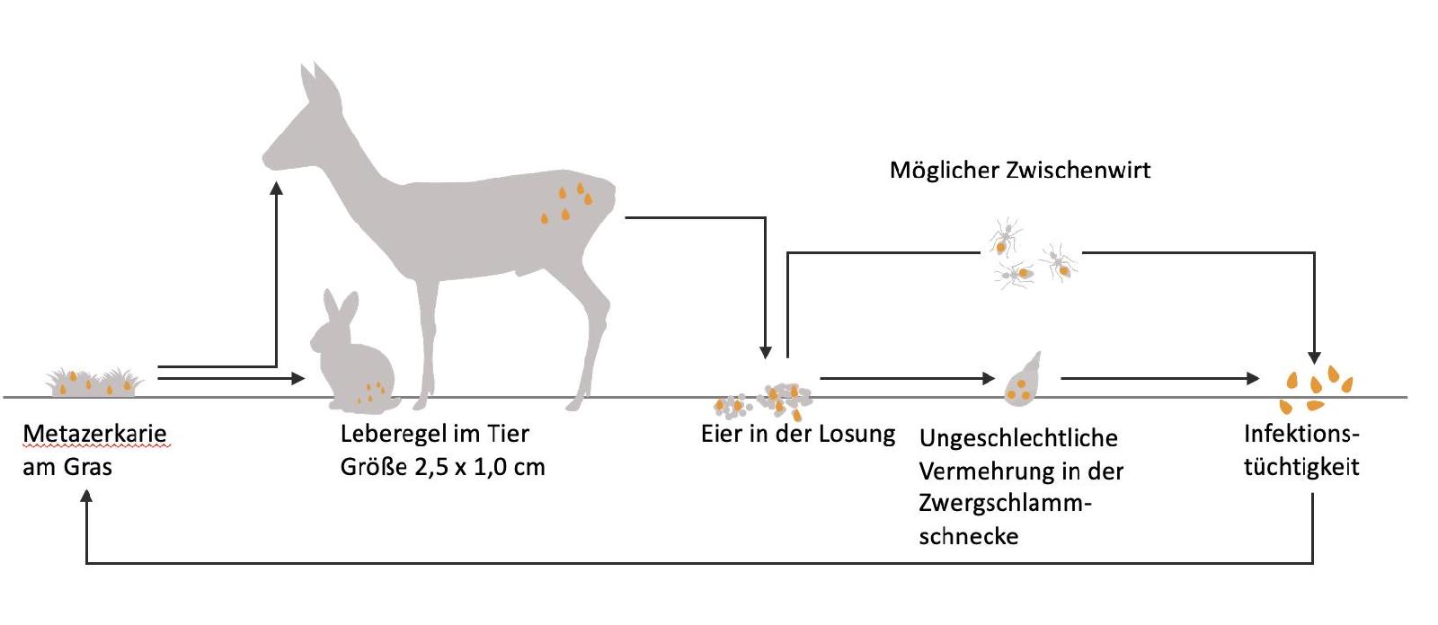 Leberegel Kreislauf<br>