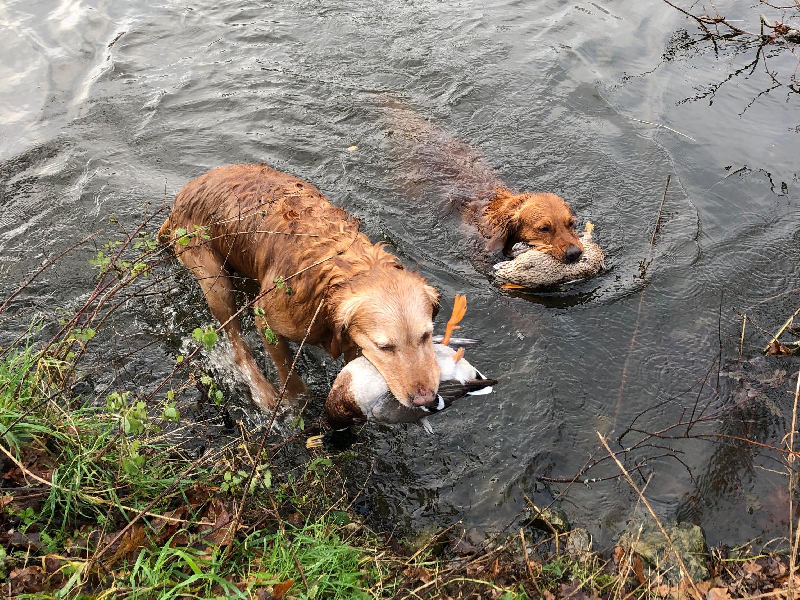 Apportierhunde