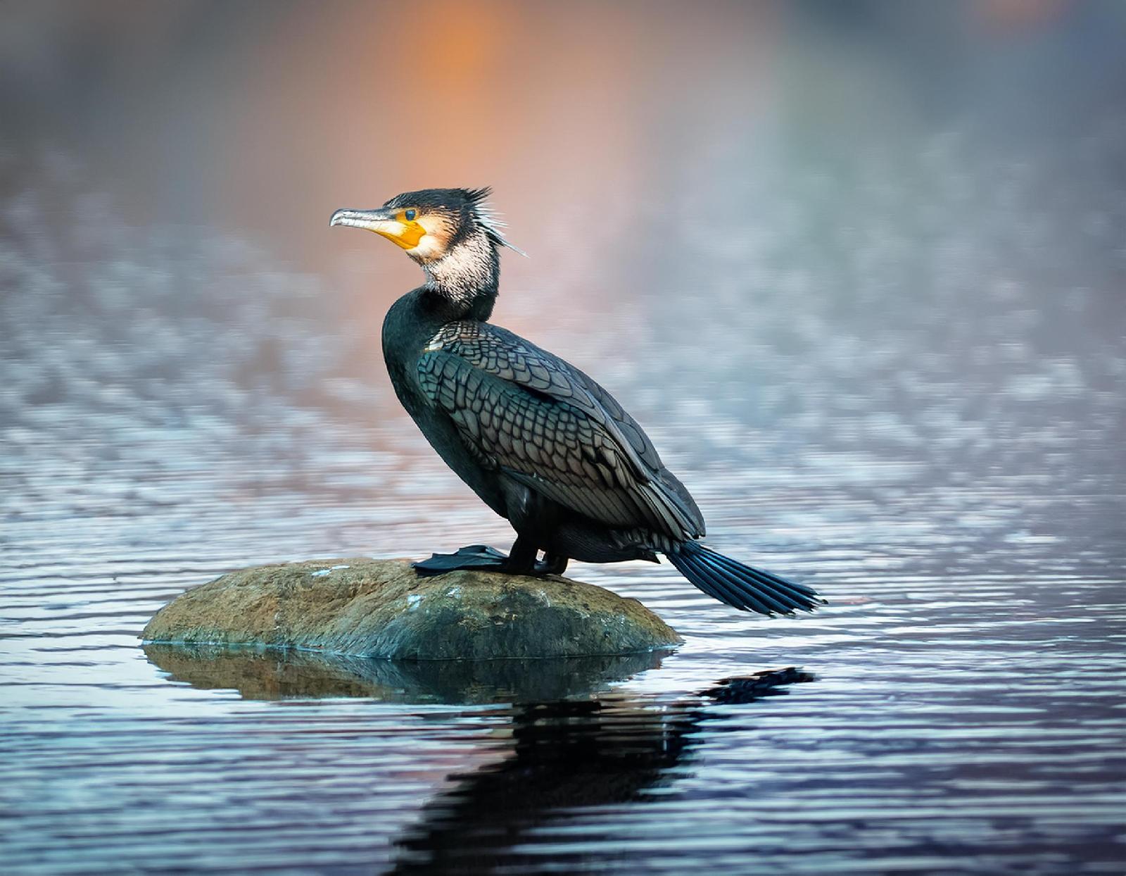 Kormoran
