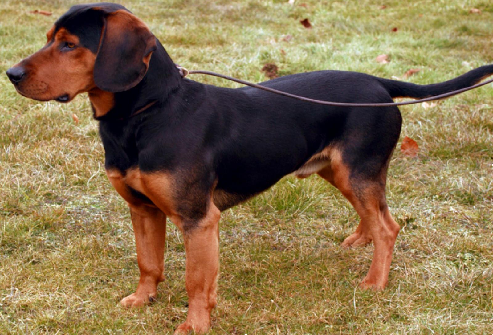 Tiroler Bracke - TiBr