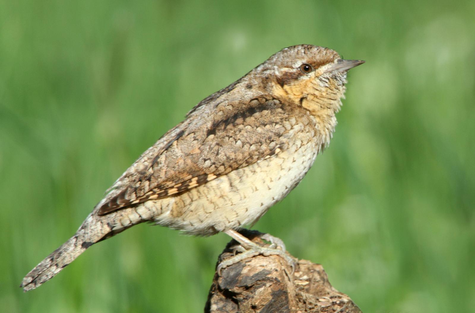 Wendehals