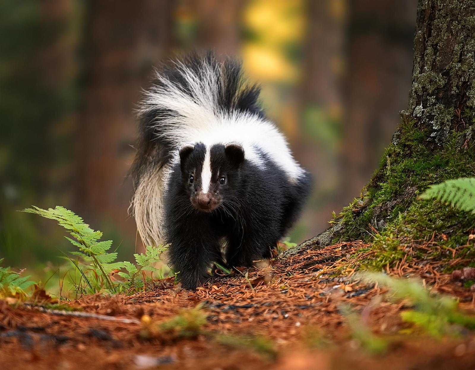 Stinkmarder