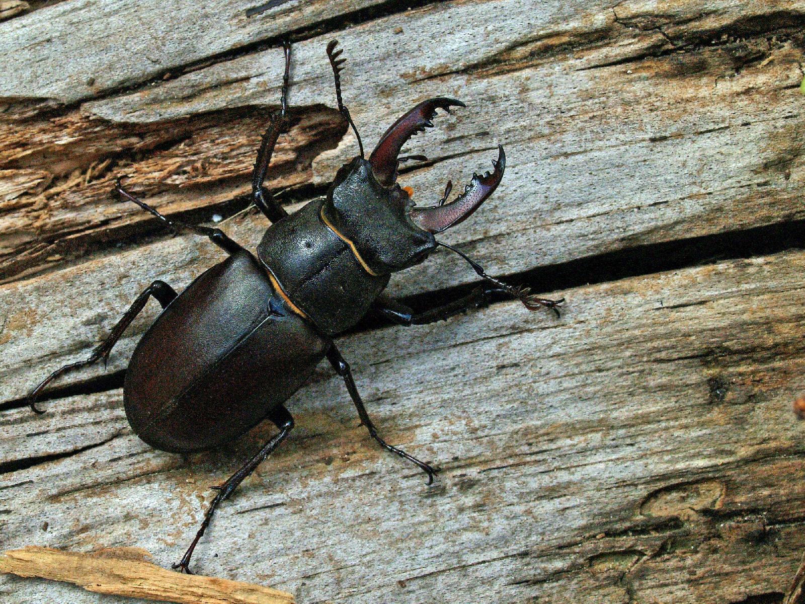 Hirschkäfer