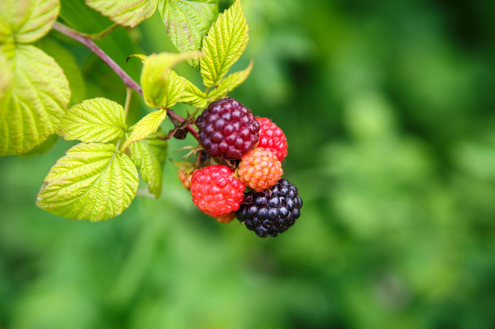 Brombeere