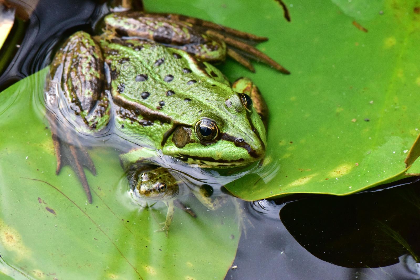 Wasserfrosch