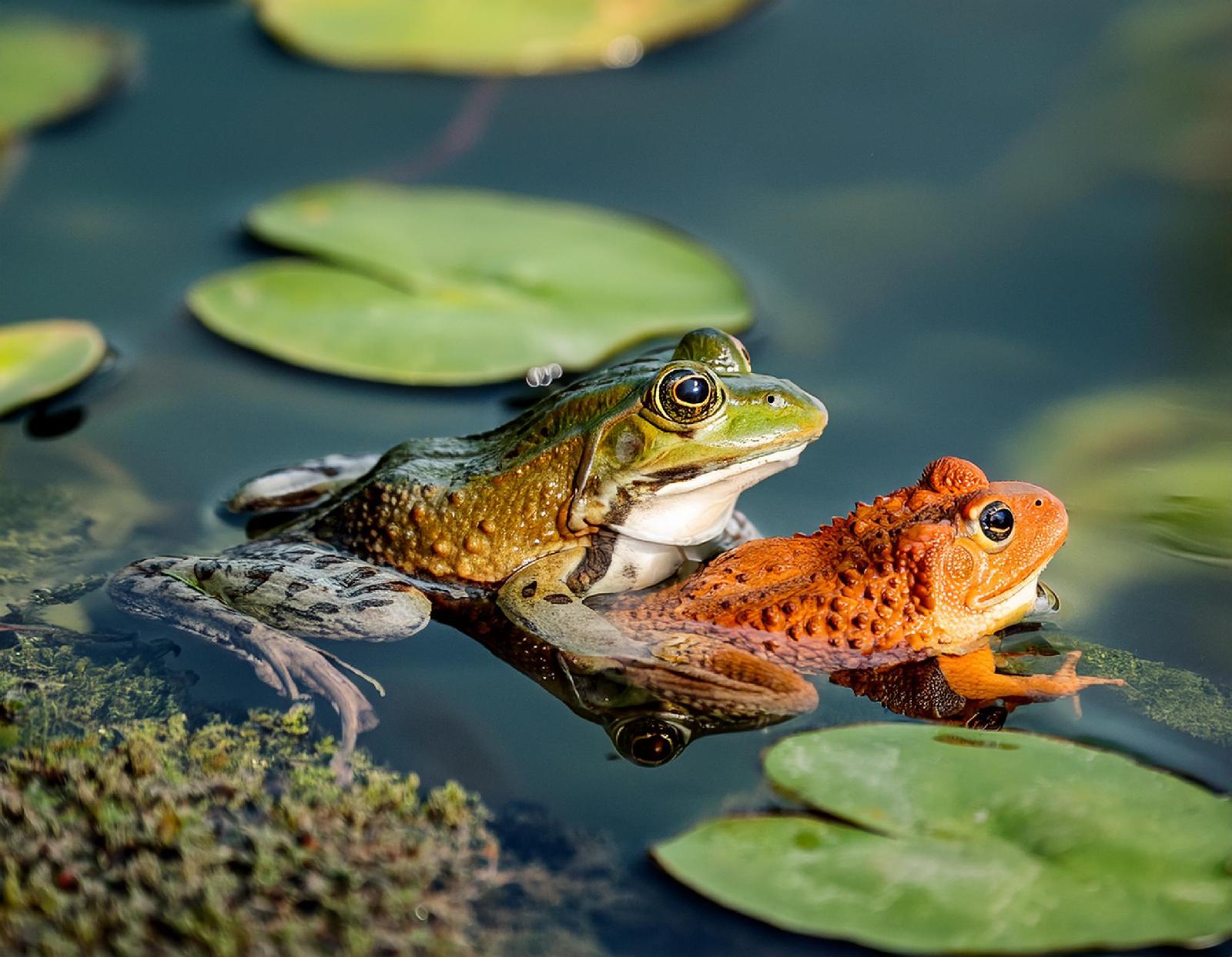 Froschlurche