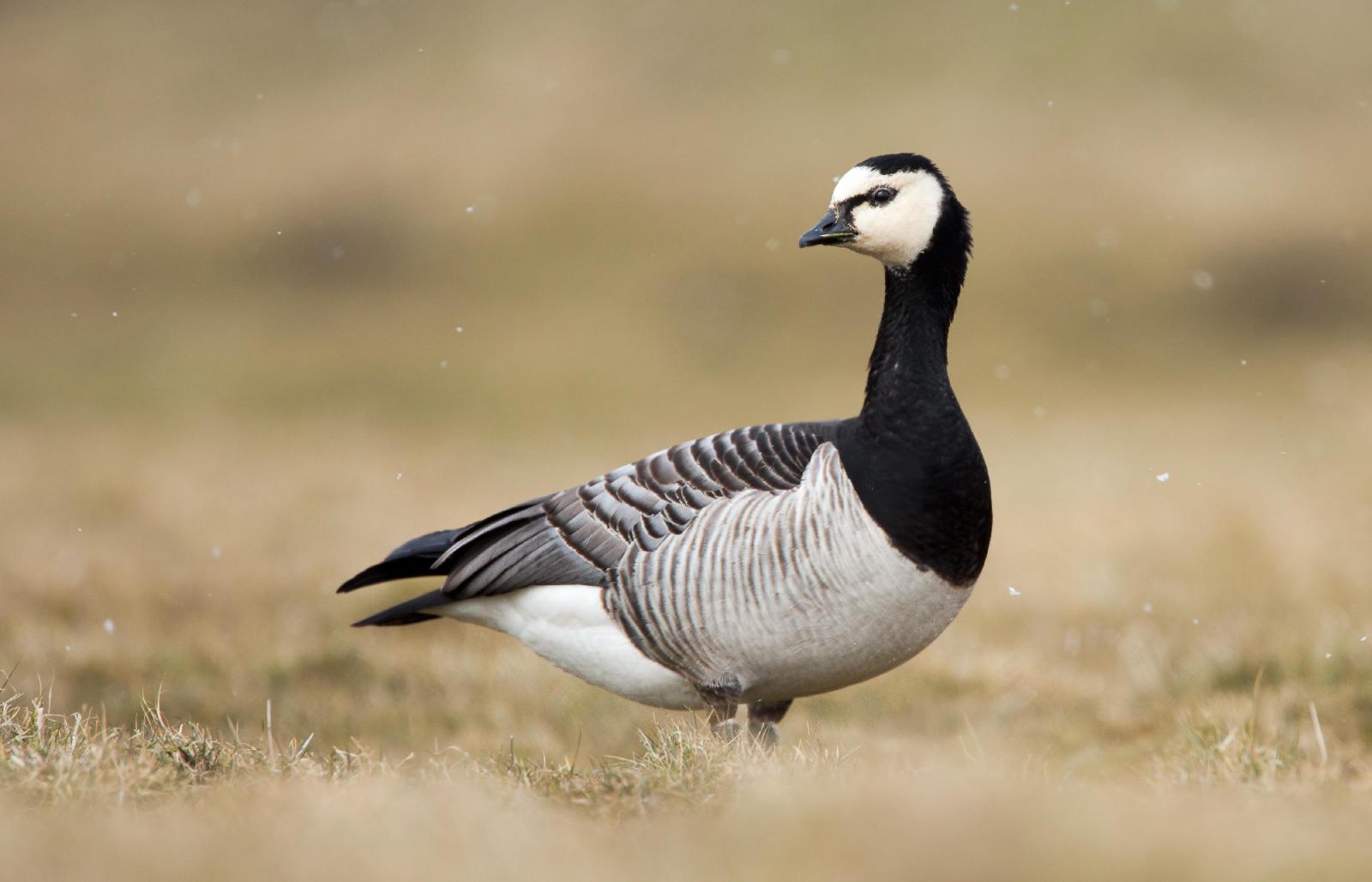 Meergänse